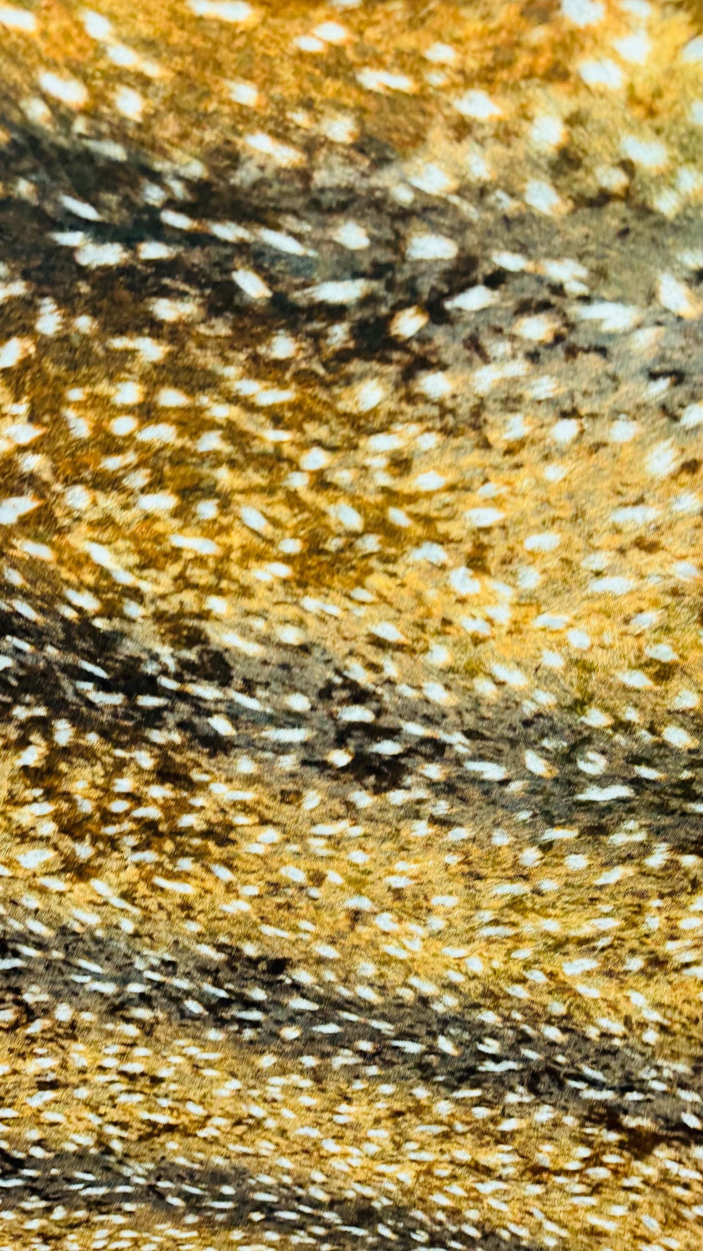 Bambi Exotic design animal print on stretch velvet best quality 58/60” Sold by the YD. Ships worldwide from Los Angeles California USA.
