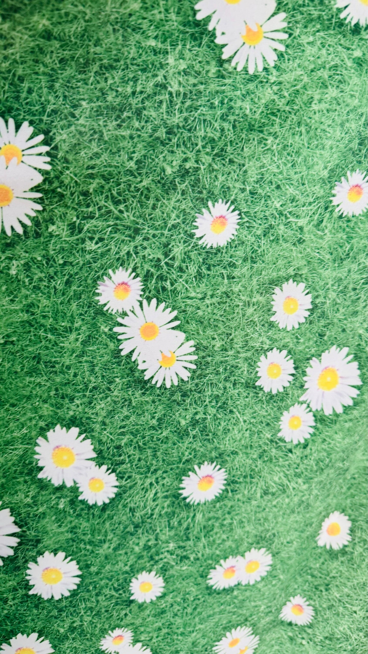 Shasta Daisy flower design print on great quality of nylon spandex 4-way stretch 58/60” High quality fabrics by AlexLAFabrics