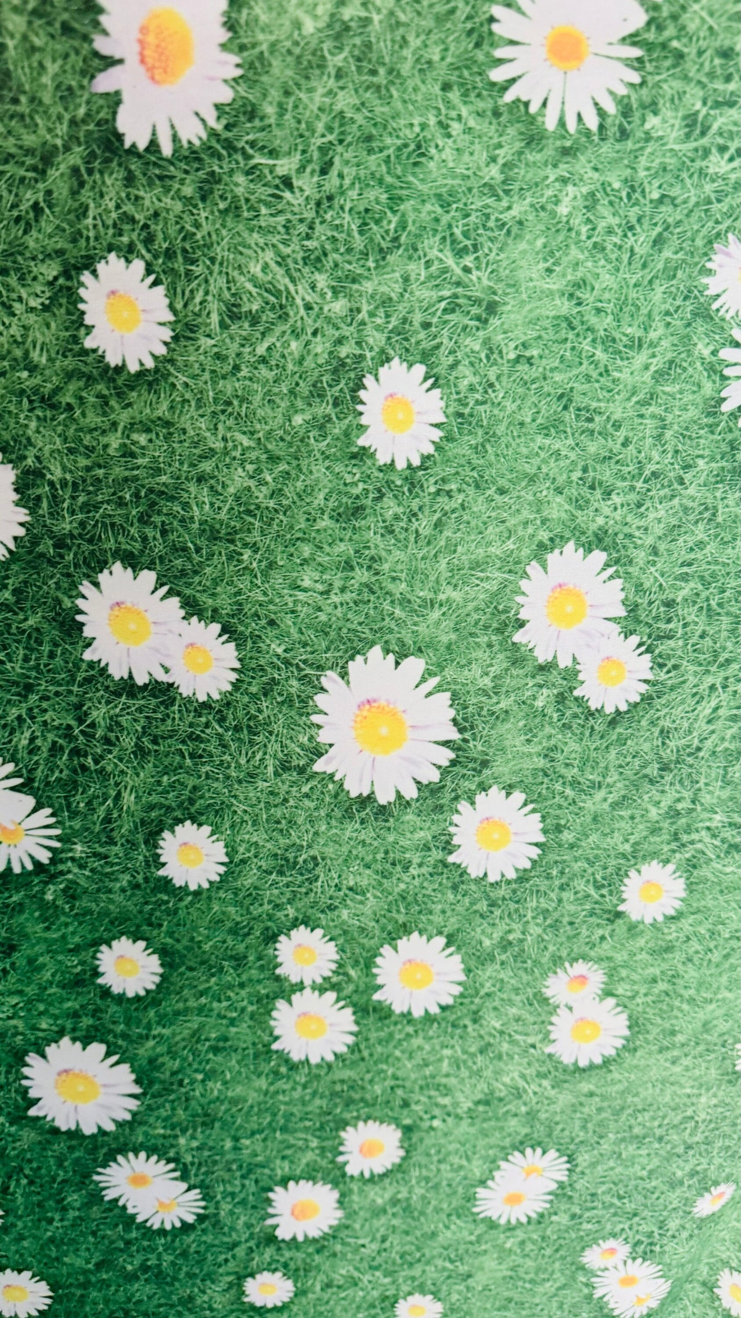 Shasta Daisy flower design print on great quality of nylon spandex 4-way stretch 58/60” High quality fabrics by AlexLAFabrics