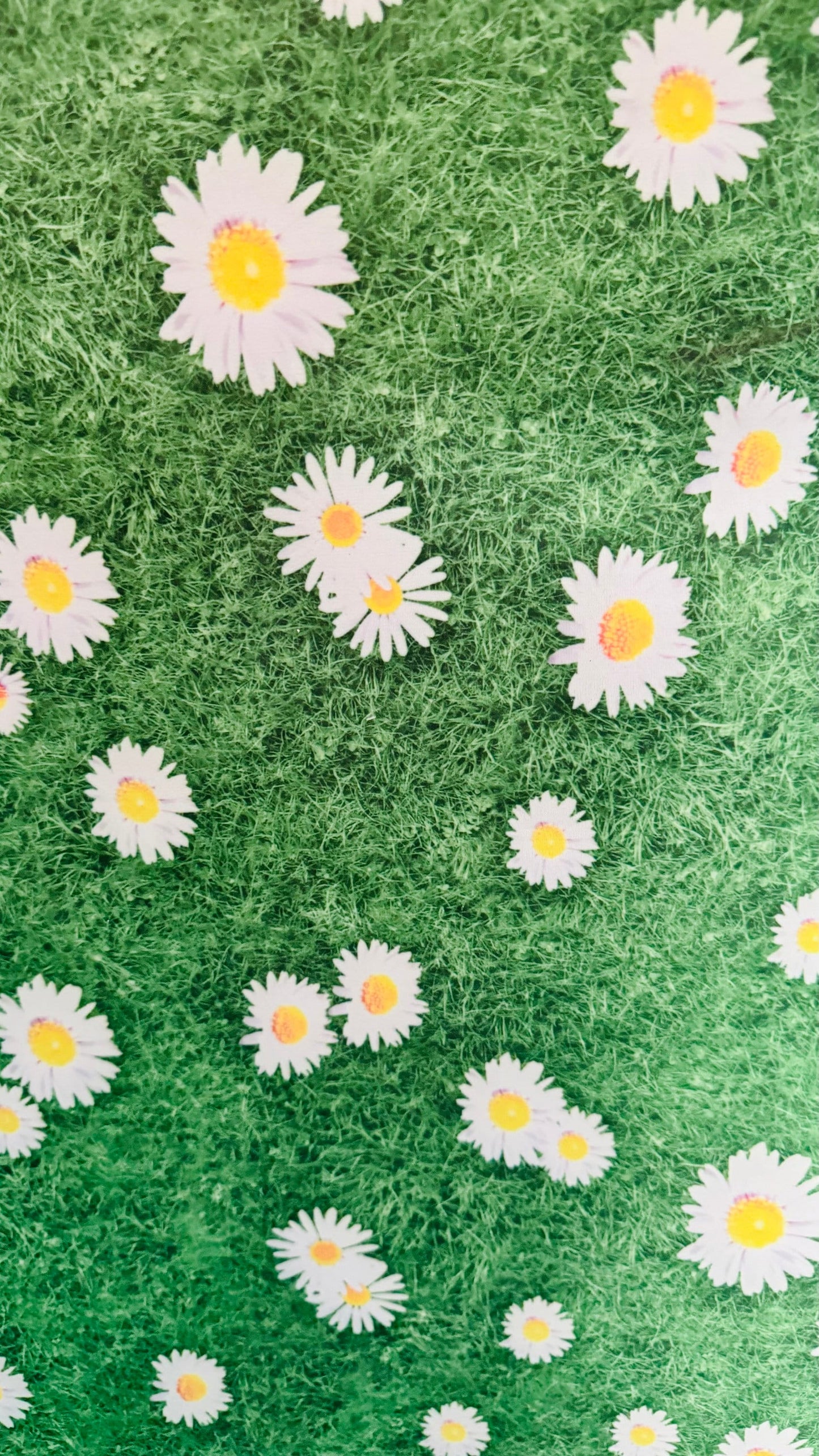 Shasta Daisy flower design print on great quality of nylon spandex 4-way stretch 58/60” High quality fabrics by AlexLAFabrics