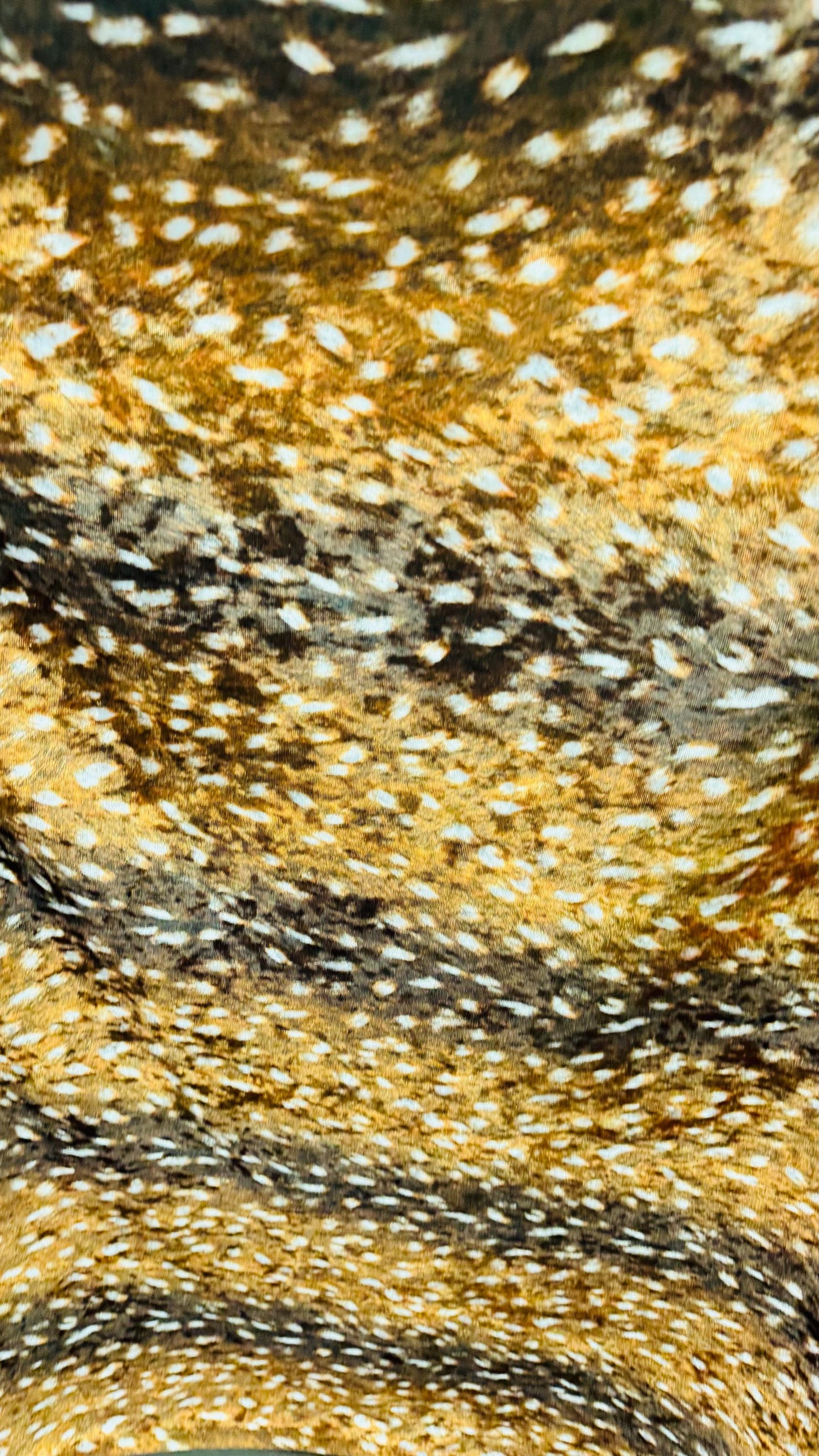 Bambi Exotic design animal print on stretch velvet best quality 58/60” Sold by the YD. Ships worldwide from Los Angeles California USA.