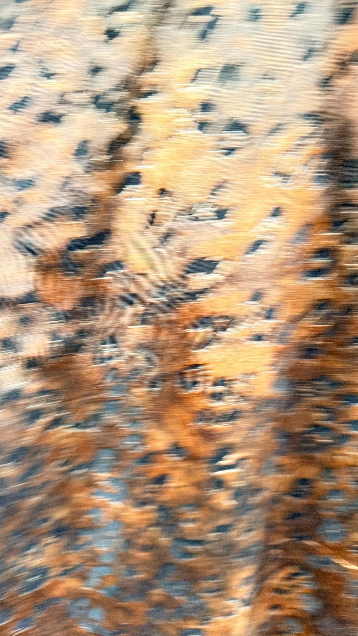 New Burnout gold stretch velvet exotic Leopard design 4-way stretch 58/60” Sold by the YD. Ships Worldwide from Los Angeles California USA.